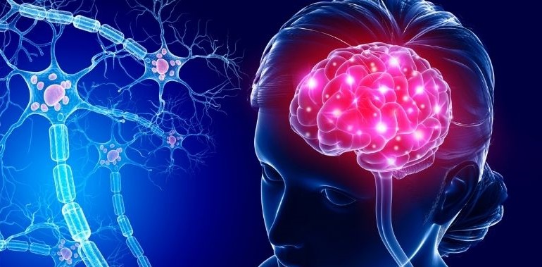 Brain